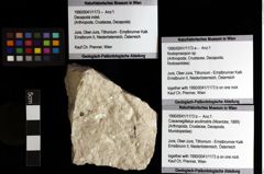 Foto (Objket + Etiketten) von Cracensigillatus acutirostris (Moericke, 1889) 